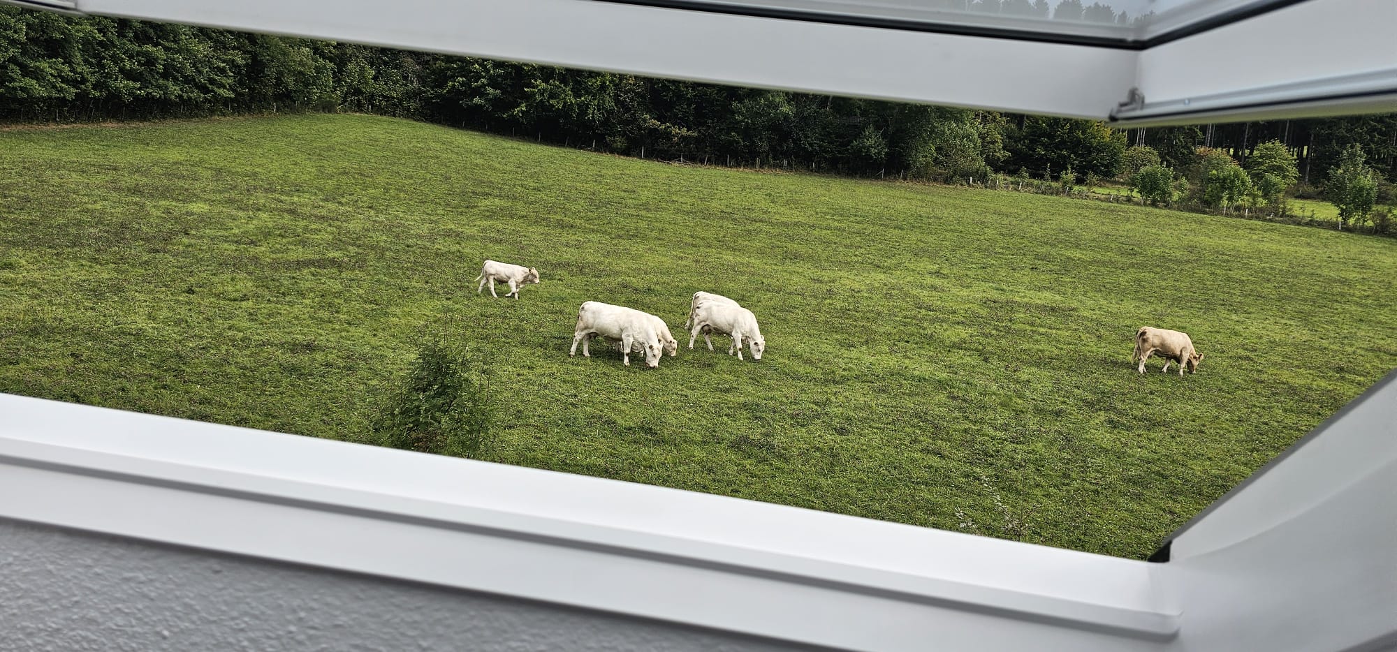 Uitzicht vanuit dakraam op koeien weide