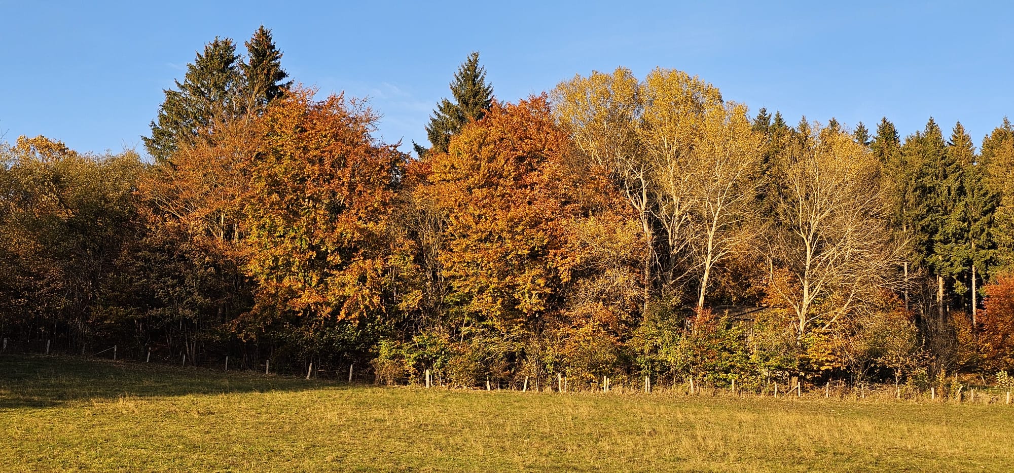 Herfstkleuren bos Sauerland