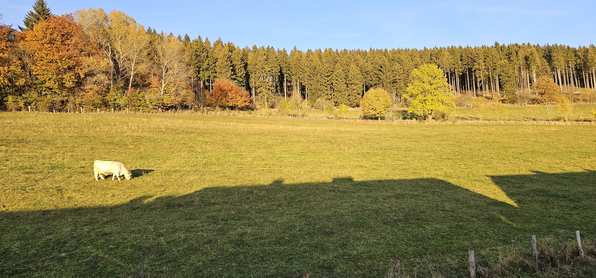 Weide koe herfst
